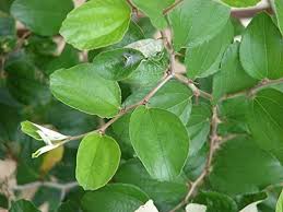 Image result for Ziziphus mauritiana