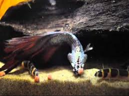 Like dwarf loaches and the rare panda loach. Corys Having Fun Kuhli Loaches Eating Betta Being Silly Youtube