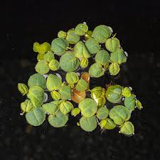 Image result for Phyllanthus retinervis