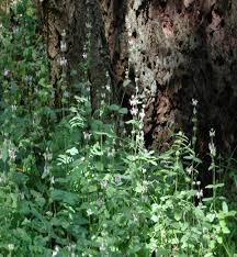 Image result for Alectra rigida