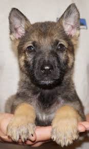 German shepherd puppy ears can be unpredictable! Tiger Sable German Shepherd Puppy For Sale Zauberberg
