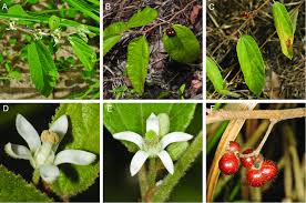 Image result for Grewia trichocarpa