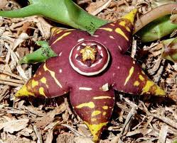 Image result for Orbea maculata