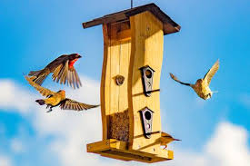 If you've had problems with them creating holes on the side of your house, you may wonder can i shoot birds in my backyard? Benefits You Get From Attracting Birds To Your Yard