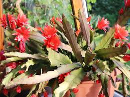 How to water cactus properly. How To Care For Orchid Cactus Epiphyllum Plant Index