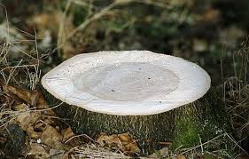 Cover the stump with a tarp to keep the rain from washing away the substance. How To Kill A Tree Stump Without Poisonous Chemicals Deep Green Permaculture