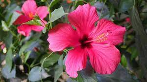 Karena banyaknya nama bunga yang ada di dunia ini, maka kami akan mengurutkannya berdasarkan abjad (a sampai z) untuk memudahkan anda dalam pencarian. Daftar Nama Nama Bunga Yang Tumbuh Dengan Mudah Di Taman Rumah