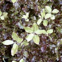 We did not find results for: Bbc Gardening Plant Finder Pittosporum