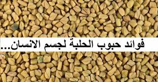 فوائد مشروب الحلبة للجنس والجسم والشعر وأضراره ومحاذير استعماله