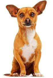 Beverly Hills Chihuahua Beverly Hills Chihuahua Chihuahua Chihuahua Love