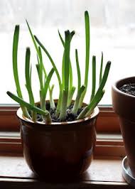 Choose a big pot with good plant your onions in early spring, as soon as the last frost is over, usually in late march or april. Lil Fish Studios Re Growing Green Onion Green Onions Growing Growing Vegetables Growing Greens