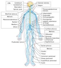 The following diagram is provided as an overview of and topical guide to the human nervous system: Peripheral Nervous System Wikipedia