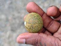 Image result for Shirakiopsis