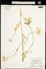 Image result for Afrosciadium rhodesicum