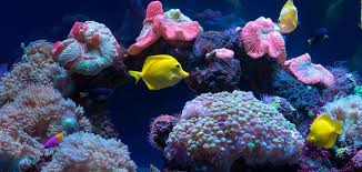 aquarium water testing and why it matters