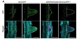 Maybe you would like to learn more about one of these? Plantae Crispr Tsko A Technique For Efficient Mutagenesis In Specific Cell Types Tissues Or Organs In Arabidopsis Plant Cell Plantae
