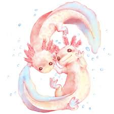Crochet axolotl plush toy, cute kawaii salamander , amigurumi, gift for friends or for yourself, kawaii plush, stuffed animal, handmade. 51 Axolotl Drawing Ideas Axolotl Axolotl Cute Drawings