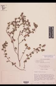 Image result for Acalypha psilostachya