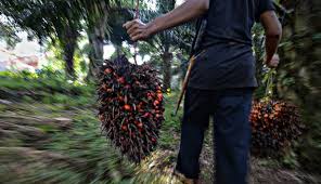 Apakah beberapa tanaman kelapa sawit anda berbuah jarum atau durinya banyak tapi berbuah kecil? Sumut Salah Satu Daerah Penghasil Kelapa Sawit Terbesar