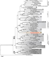 Image result for Spermacoce subvulgata