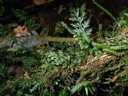 Image result for Polyphlebium