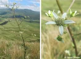 Image result for Alepidea amatymbica