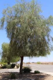 Image result for Gnidia stenophylla