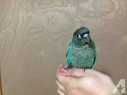 Turquoise Blue Green Cheek Conure Babies Conure Pet Bird Cage Bird Breeds