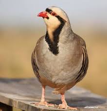 Log In Or Sign Up Aves Aves Grandes Pajaros