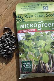 Check spelling or type a new query. Grow Sunflower Sprouts In Just 12 Days For Nutritious Microgreens
