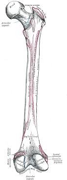 This site is using cookies under cookie policy. Sketch And Label Of A Cross Section Of A Long Bone Long Bone Cross Section Worksheet Teaching Resources As The Names Suggest Compact Bone Looks Compact And The Spongy Bone