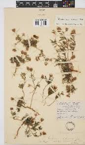 Image result for Hirpicium gracile