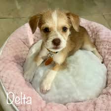 UPDATE: Adoption Pending ❤️ WHAT???? WHY???? Delta is still available for  adoption!!! Here are her stats: 🐶 born 6/15/25 🐶 chihuahua mix 🐶  adoption fee is $450 🐶 fee includes puppy shots,