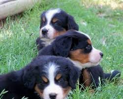 He will wear out quickly in warm weather, but will bernese mountain dogs generally live for 6 to 8 years. Bernese Mountain Dog Puppies For Sale In Wilmore Kansas Classified Americanlisted Com