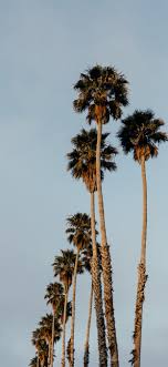 Palms From Santa Cruz Iphone X Wallpapers Free Download You can also upload and share your favorite santa cruz wallpapercave is an online community of desktop wallpapers enthusiasts. santa cruz iphone x wallpapers