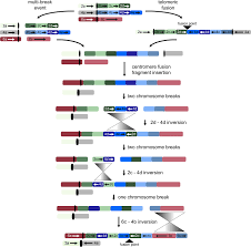 Image result for Gossypioides