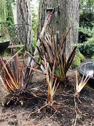 Image result for Phormium