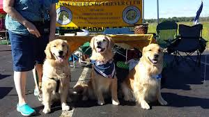 You'll find that your golden will quickly become an inseparable member of your family. Maine Golden Retriever Club 2014 September Meeting