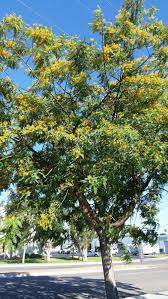 Image result for Tipuana