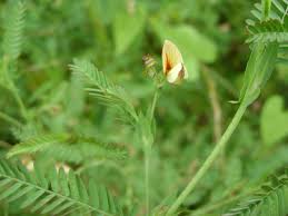 Image result for Aeschynomene sensitiva