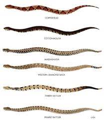 Water Moccasin Look Alike Baby Copperhead Snake Snake Poisonous Snakes Survival