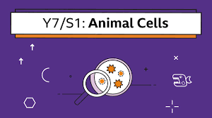 The control centre is the nucleus; Animal Cells Year 7 S1 Biology Collection Home Learning With Bbc Bitesize Bbc Bitesize