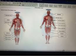 The medical information on this site is provided as an information resource only, and is not to beused or relied on for any diagnostic or treatment purposes. Solved Correctly Label The Following Muscles Of The Anter Chegg Com