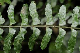 Image result for Asplenium diplazisorum