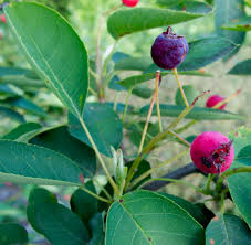 Image result for Amelanchier laevis