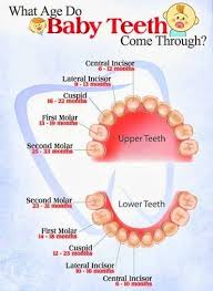Pin On Dental