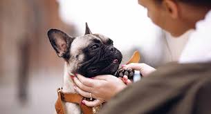 Courtesy chicago french bulldog rescue. French Bulldog Rescue Helping You Find Your Perfect Frenchie