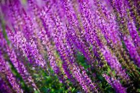Ziersalbei Salvia Nemorosa Pflege Schneiden Und Vermehren Gartendialog De Ziersalbei Einjahrige Pflanzen Gartensalbei