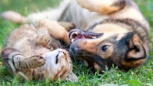 Kedi Ve Kopeklerde Kene Ve Cozum Yollari Vetbilgi