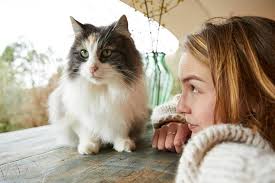 So Gewinnen Sie Das Herz Einer Katze Sechs Tipps Web De In 2020 Katzen Katzen Clicker Katzen Sprache